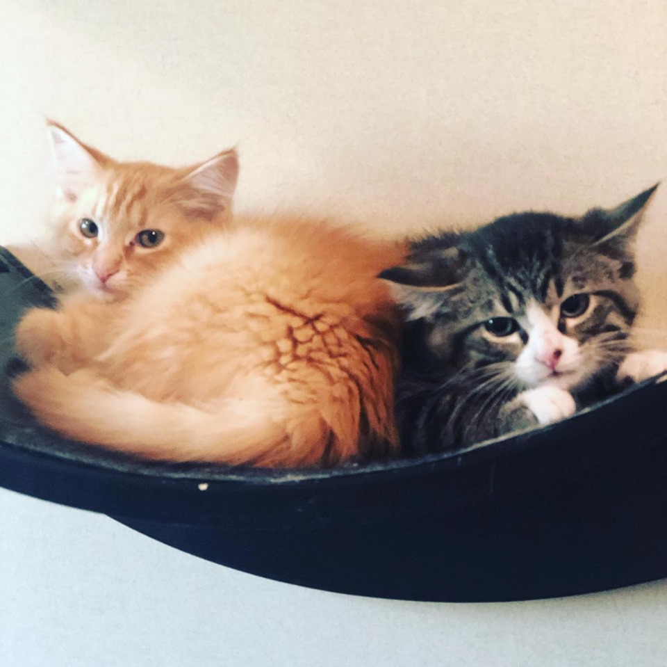 Dubuque Regional Humane Society Transitions to a NoKill Shelter